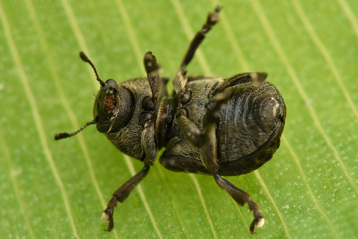 Anthribus nebulosus - Anthribidae